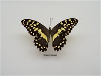 藏品(南非蝴蝶(二))的圖片